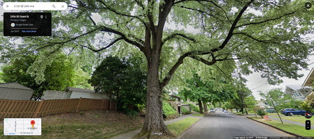 Buzzboard Tartan Elm.jpg