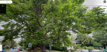 Buzzboard 2nd tree.jpg