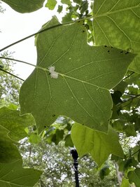 IMG_1982.jpeg