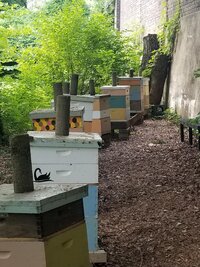 Apiary (2).jpg