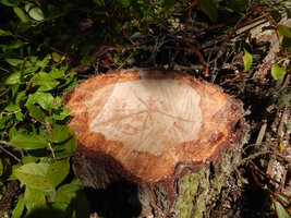 00 sapwood heartwood.jpg