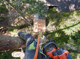 00 sapwood heartwood 01.jpg