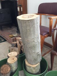 230319 Beech fr Bowl 18 -IMG_1032.JPG