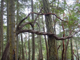 0 corkscrew madrone.jpg