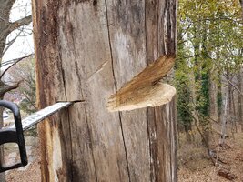 dry tulip top plunge.jpg