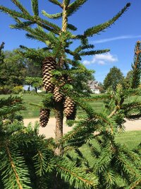 240910 Purple Cones 2 -IMG_1230.JPG