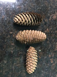 240910 Purple Cones 3 -MG_1231.JPG