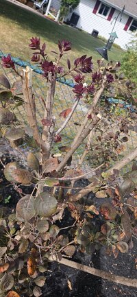 20240917_151724 (Medium).jpg