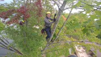 Walts tree laugh.png