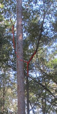 Crotch 2024-10-19 .jpg