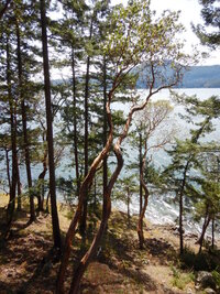 00 madrone pair 03.jpg