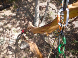 00 madrone pair 01.jpg