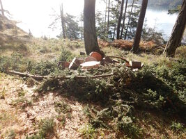 00 201 bucking 03.jpg