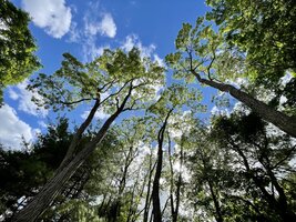 Diane's Locust Trees 2.jpg