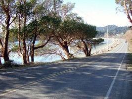 000 powerline madrone.jpg