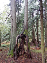 0 leggy stump 01.jpg