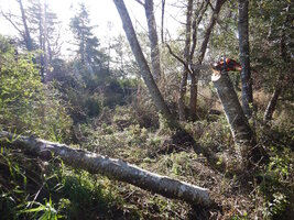 0 alder log chipping 02.jpg