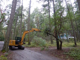 0 fine pruning 01.jpg