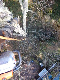 0 2stem alder 01.jpg