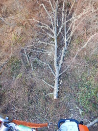 0 2stem alder 02.jpg