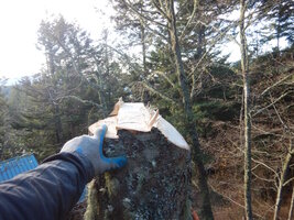 0 2stem alder 03.jpg