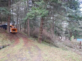 0 2stem alder 04.jpg