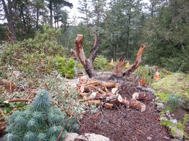 00 madrone carve 02.jpg