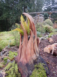 00 madrone carve 03.jpg