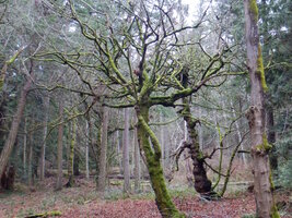 00 madrone carve 04.jpg