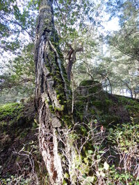 00 seedling old growth.jpg