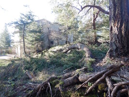 000 serpant fir 01.jpg