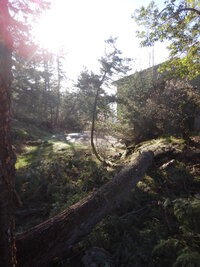 000 serpant fir 02.jpg