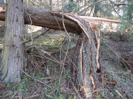 00 cracked pine 02.jpg