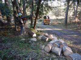 00 cracked pine 03.jpg