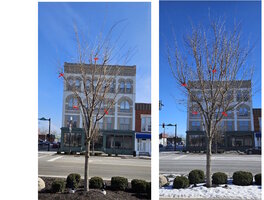 elm 2024 and 2025.jpg