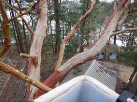 000 bucket madrone 02.jpg