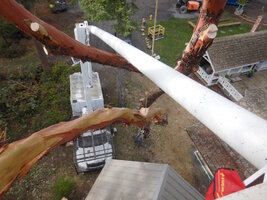 000 bucket madrone 03.jpg