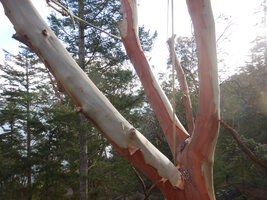 000 bucket madrone 04.jpg