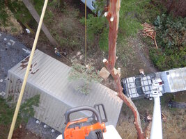 000 bucket madrone 05.jpg