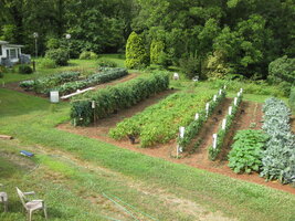 Garden 6-10-2024 002.JPG