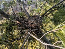 CrappyOldNest.jpeg