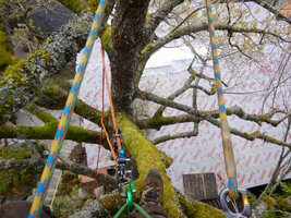 0 bl maple prune 02.jpg