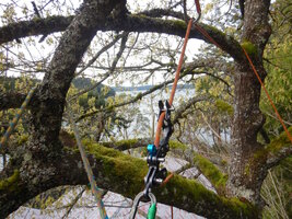 0 bl maple prune 03.jpg