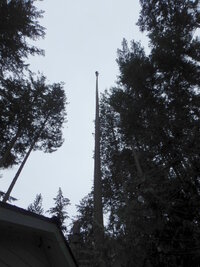 0 fir snag 02.jpg
