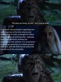 lotr_trees2.jpg