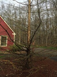 250419 Dawn dbh 8-9” vertical bark splitting -IMG_1291.JPG