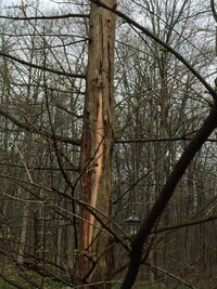 250419 Dawn vertical bark splitting -IMG_1292.JPG