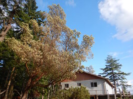 0 madrone flower.jpg