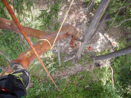 00 leaning madrone 03.jpg