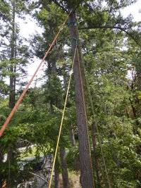 00 leaning madrone 04.jpg